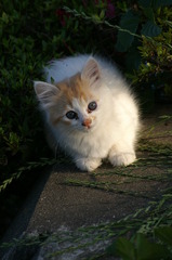 09-6-7  α-7digital 369