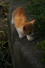 09-6-7  α-7digital 475