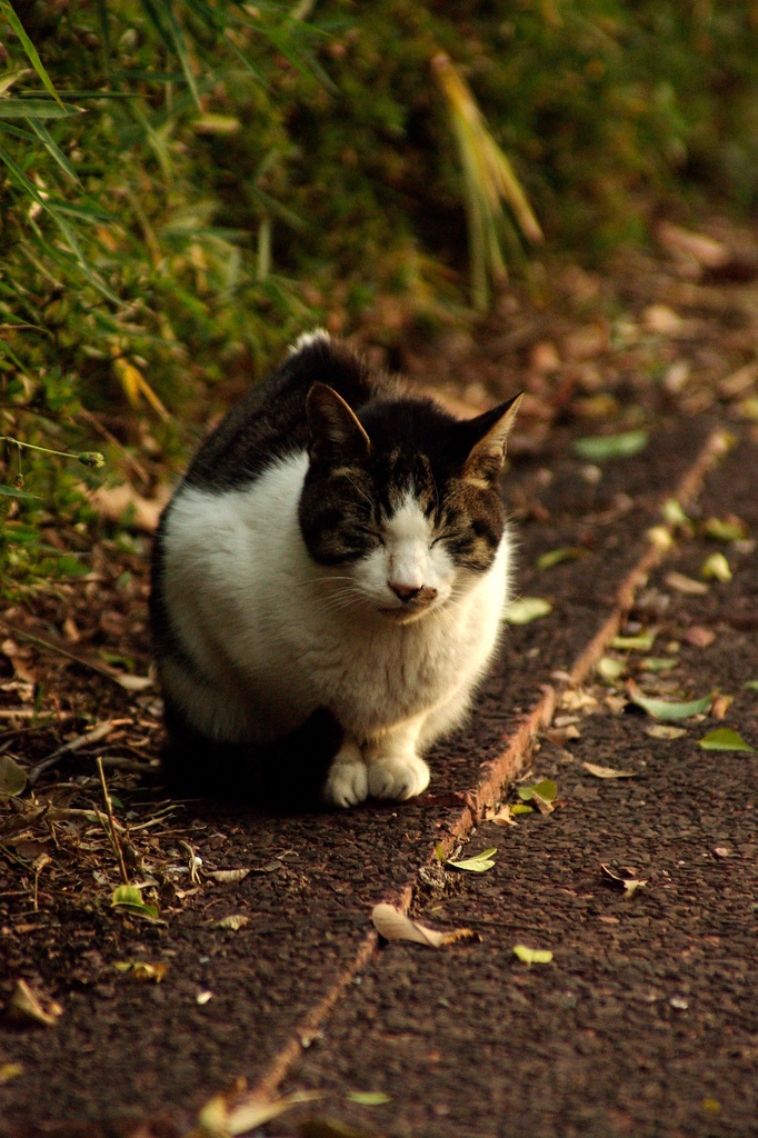 ちどり公園09-12-13  K200D 057
