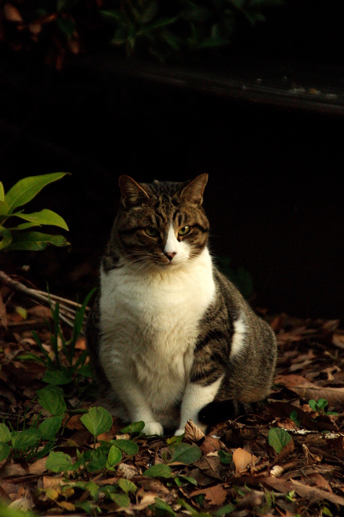 ちどり公園09-12-13  K200D 040