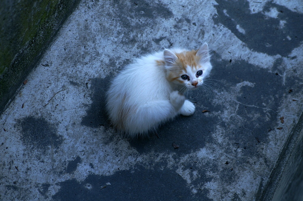 09-6-7  α-7digital 541