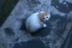 09-6-7  α-7digital 541