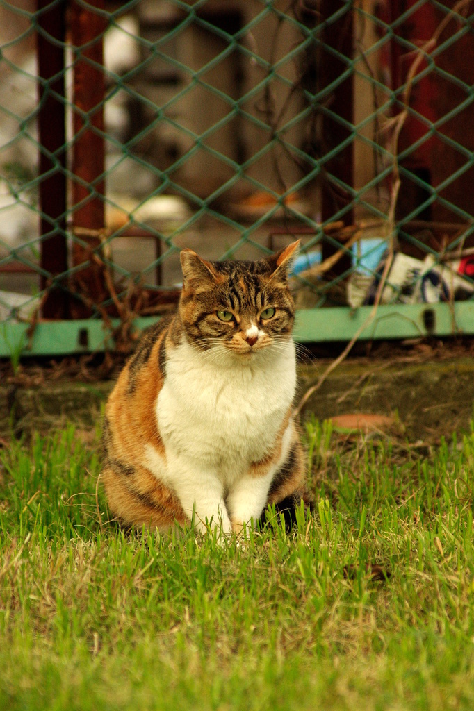 ちどり公園09-12-13  K200D 115