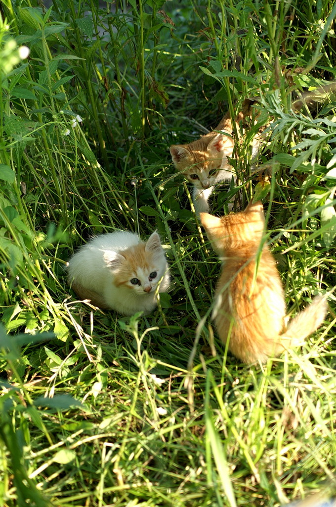 09-6-7  α-7digital 497