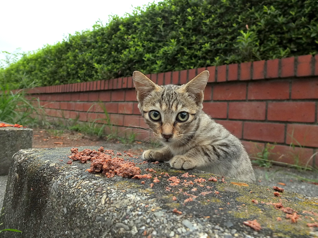 ご飯中