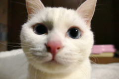 15-01-03   今年のみゅー 035