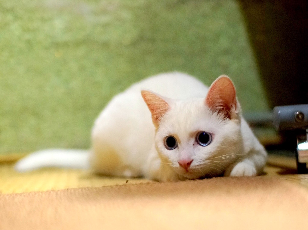 今日のみゅー