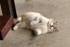 ボス猫「そら」