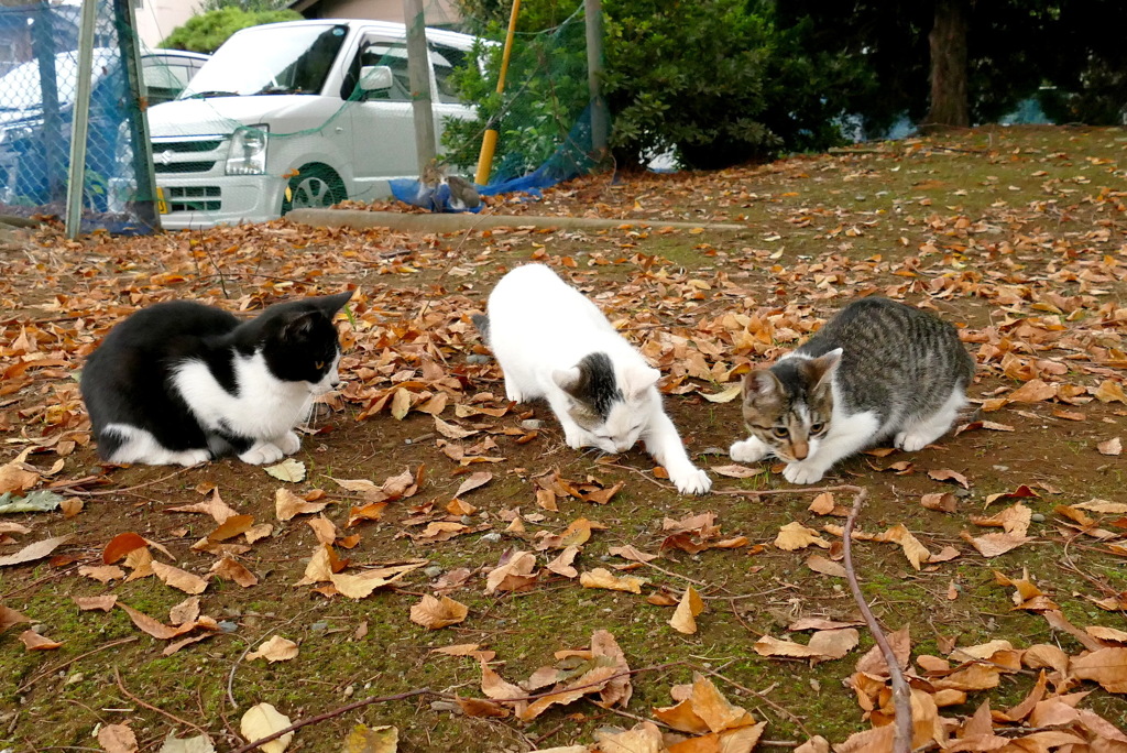 つかまえたっ！