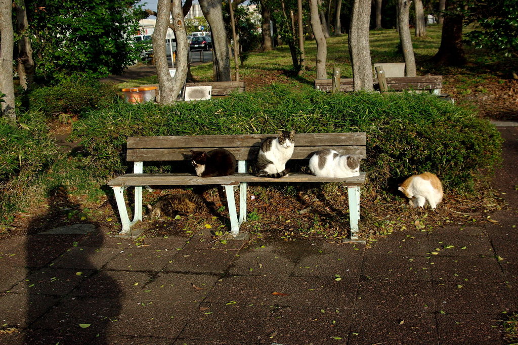 ちどり公園09-12-13  K200D 181