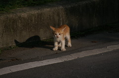 09-6-7  α-7digital 429