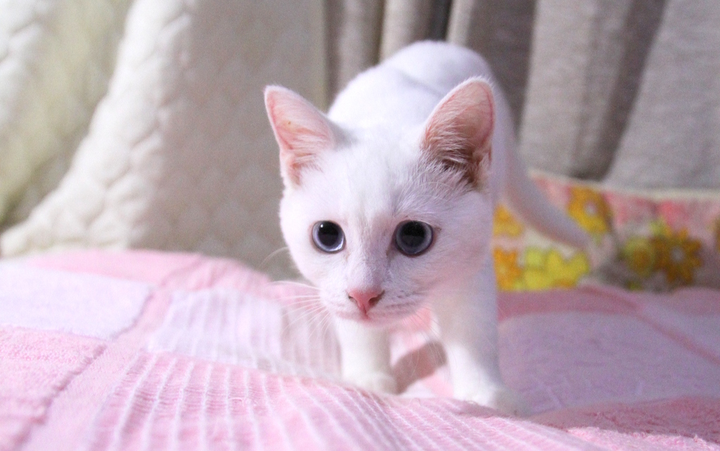 今日のみゅー