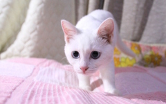 今日のみゅー