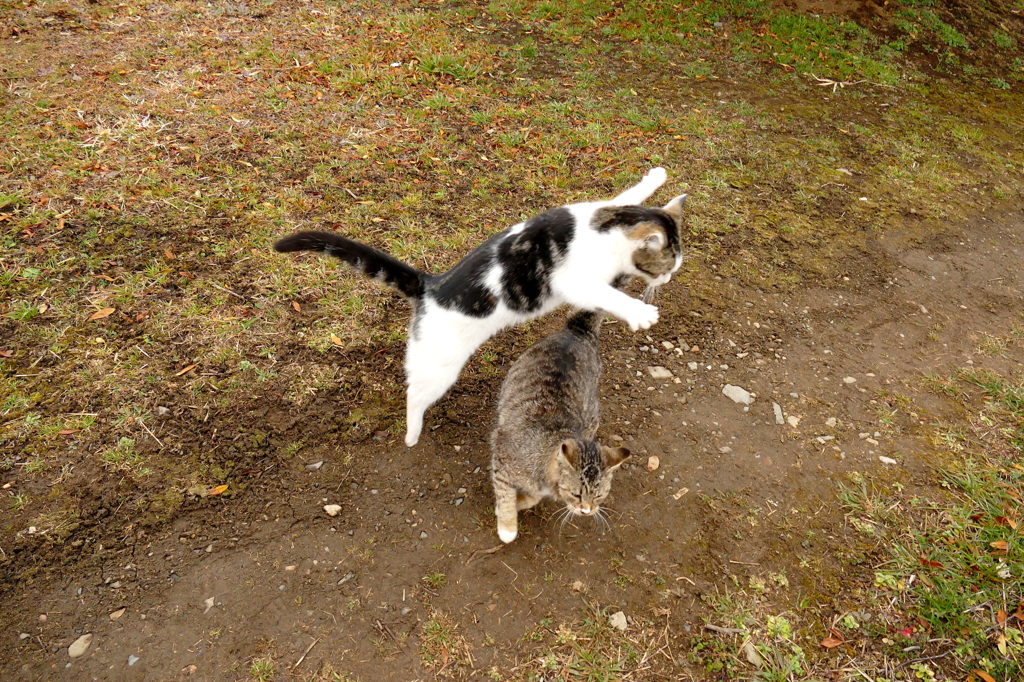 フライングボディプレス