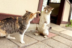 母ちゃんに手をあげちゃだめだよ。