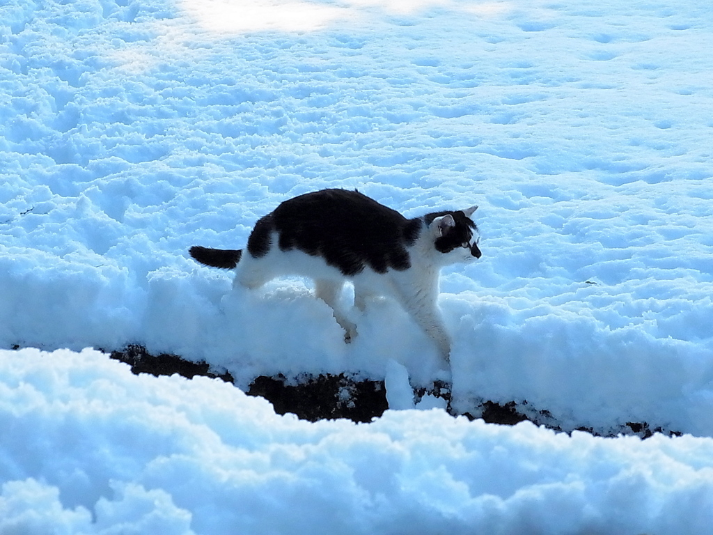 雪　猫
