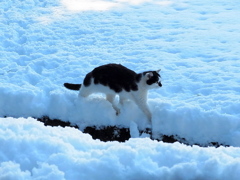 雪　猫