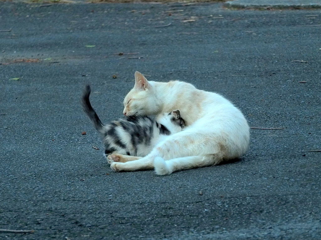 13-10-13   X-S1-2 051