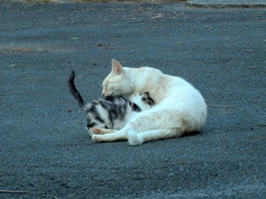 13-10-13   X-S1-2 051