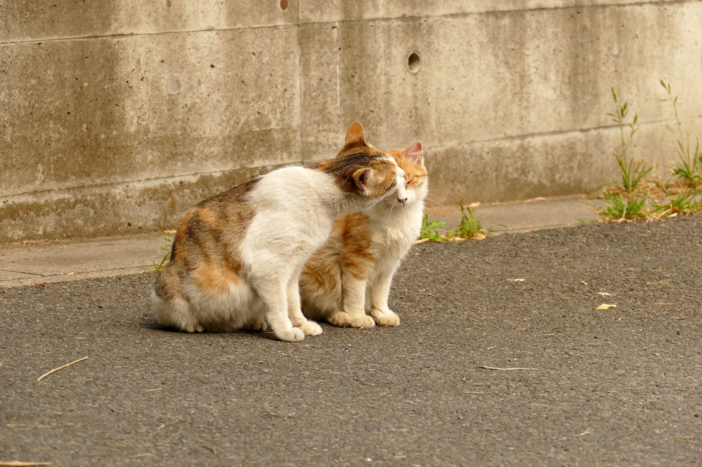 15-05-06    FZ-1000-2 166