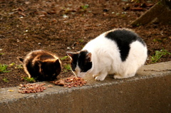 15-02-28    FZ-1000 006