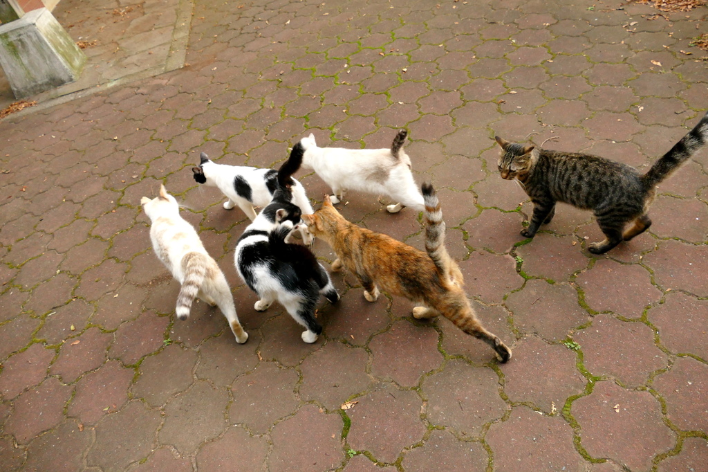 ごはんだよ～！