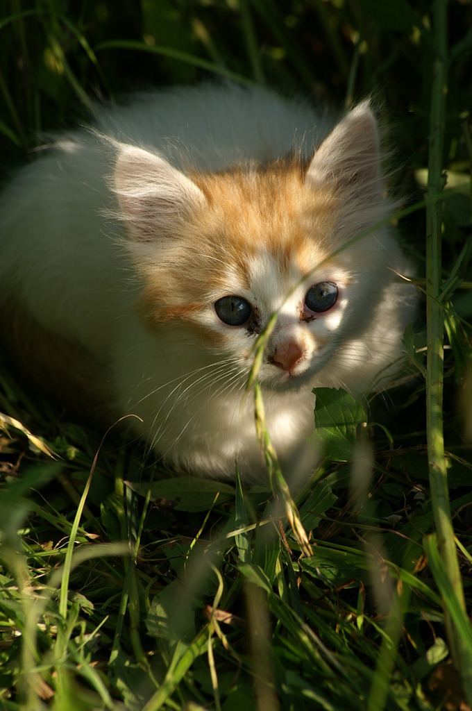 09-6-7  α-7digital 494