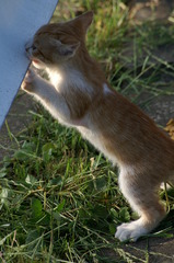 09-6-7  α-7digital 466