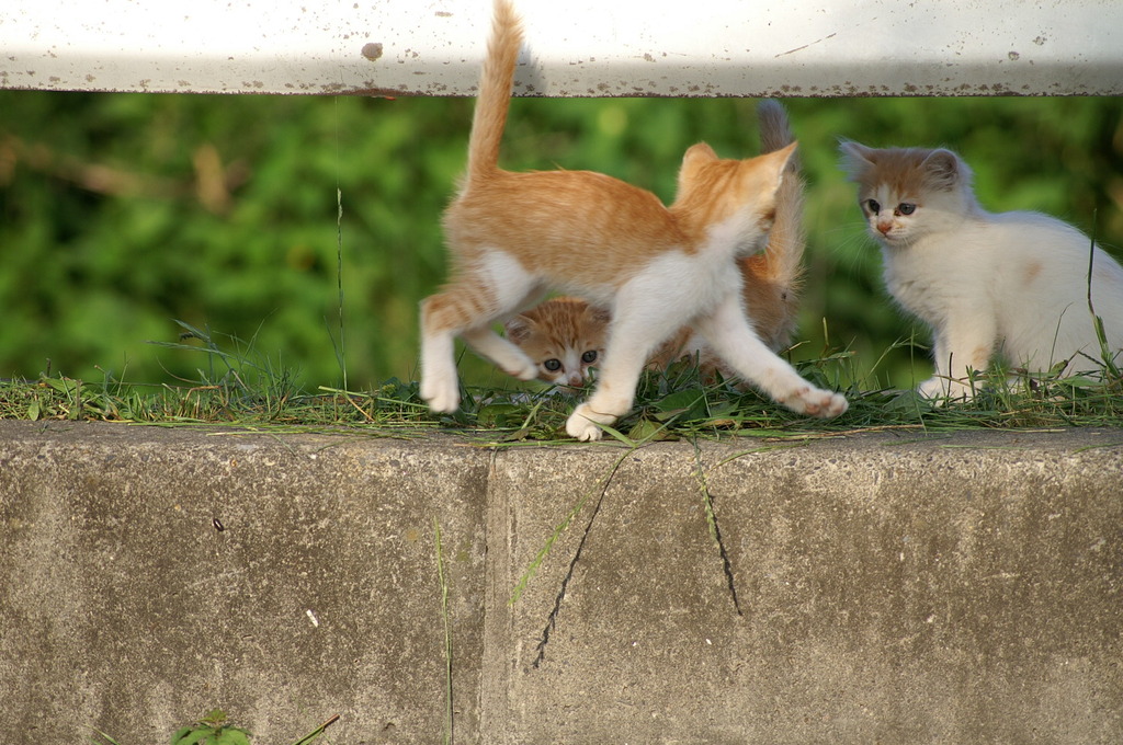 09-6-7  α-7digital 443