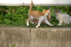 09-6-7  α-7digital 443