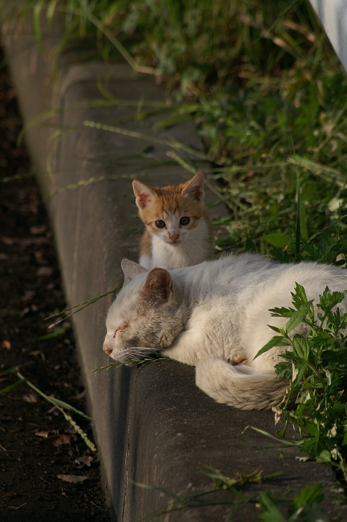 09-6-7  α-7digital 345