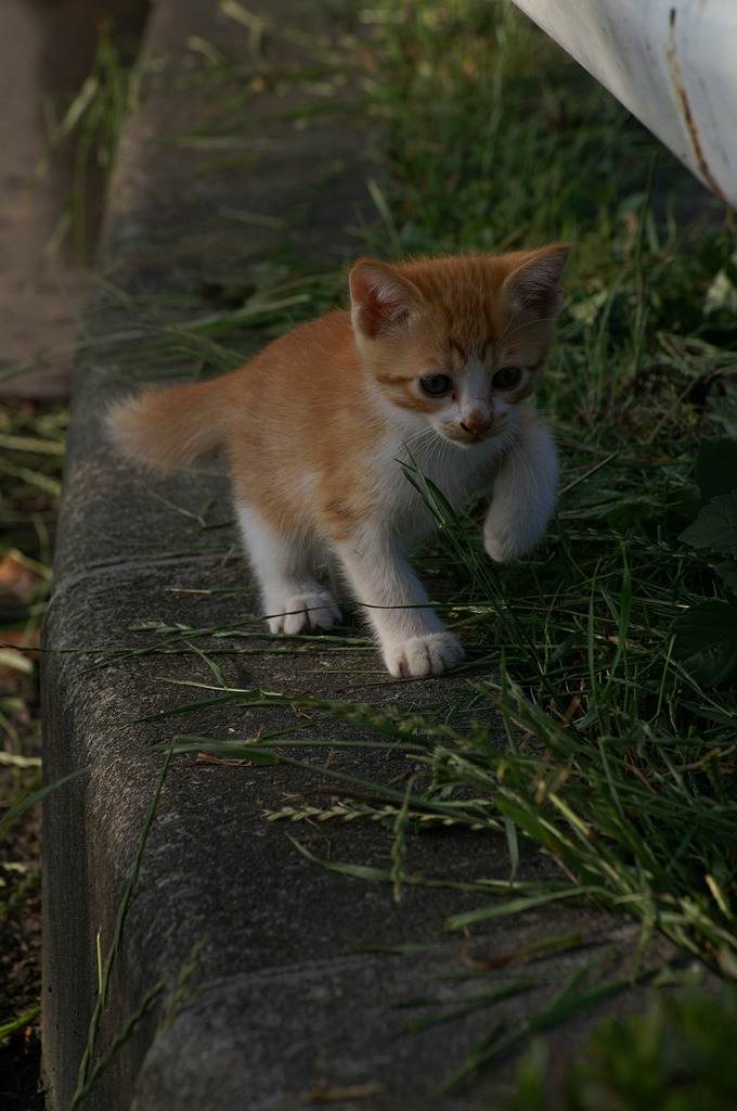 09-6-7  α-7digital 472