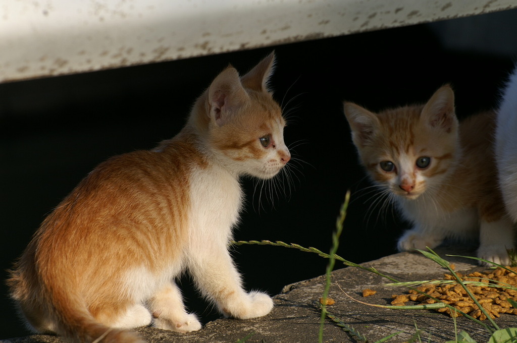 09-6-7  α-7digital 404