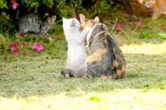 ママ、あのね・・・・・