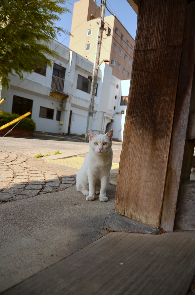 鑁阿寺（ばんなじ）にゃんこ