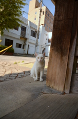 鑁阿寺（ばんなじ）にゃんこ