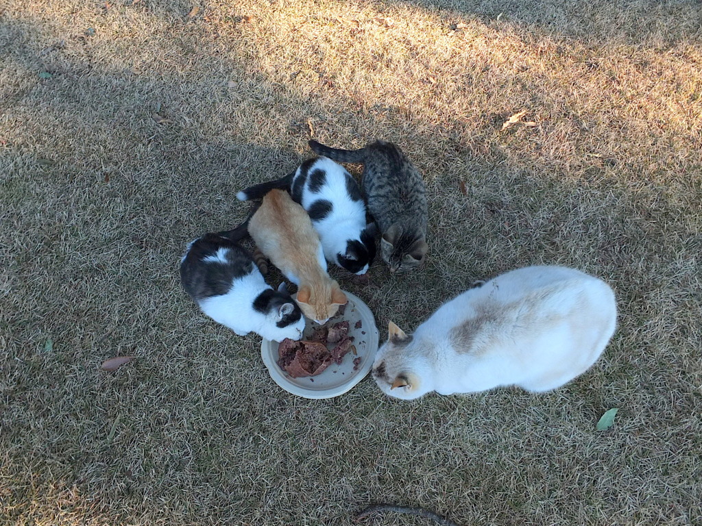 ごはんだよ～！