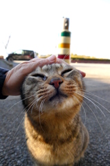 よしよし。