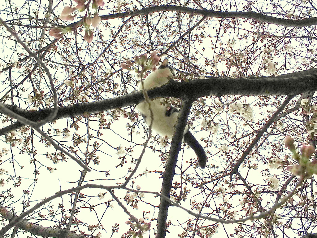 桜　猫