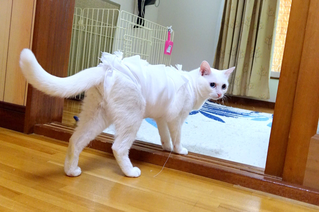 きょうのみゅー