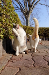 14-03-16    DSC-RX10 063