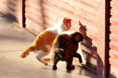 唐沢山神社猫