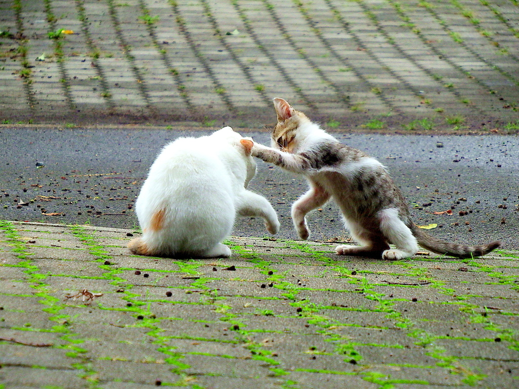 元気出せよ By りきまる Id 写真共有サイト Photohito