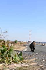 田んぼ猫