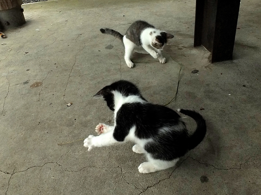 朝のラジオ体操？