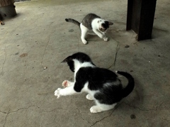 朝のラジオ体操？