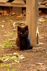 子猫