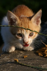 09-6-7  α-7digital 392