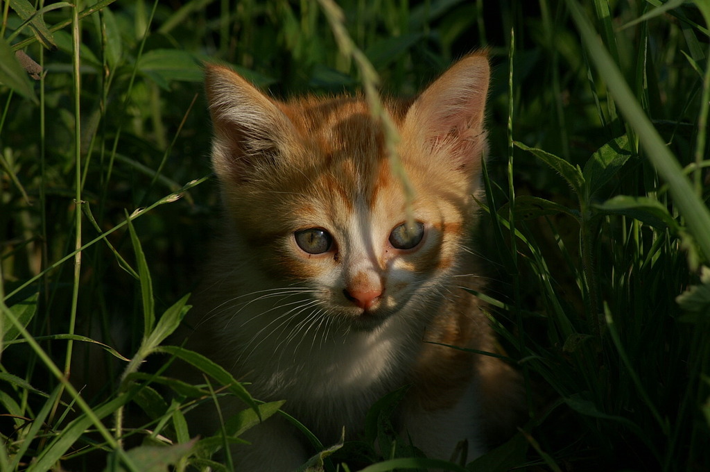 09-6-7  α-7digital 492