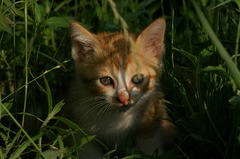 09-6-7  α-7digital 492